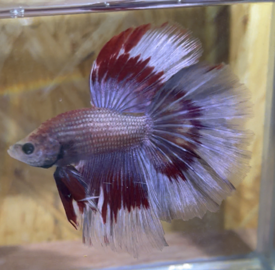 betta172