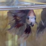 betta172