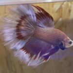 betta172