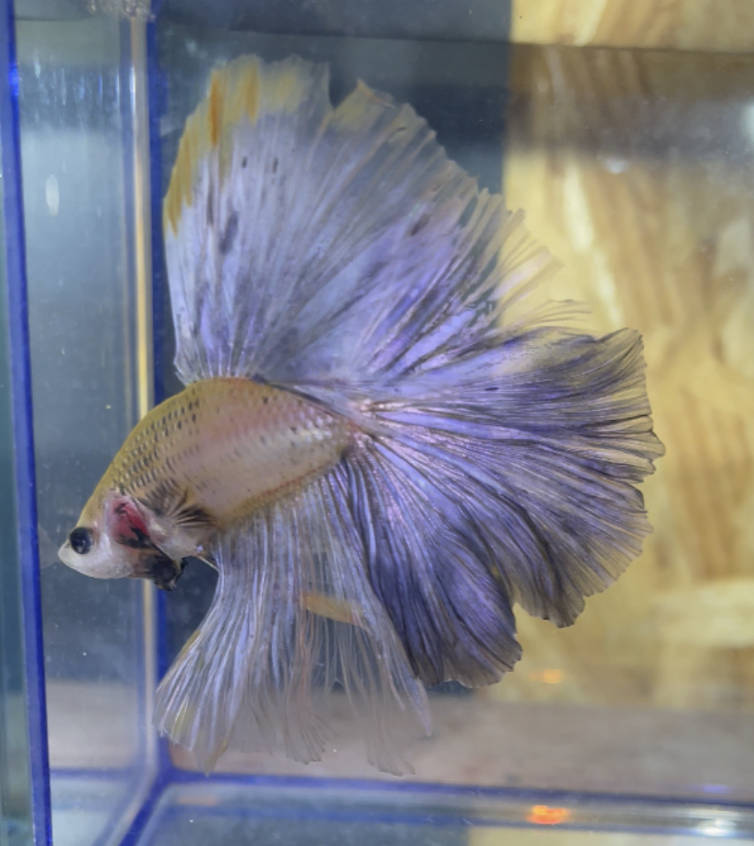 betta170