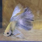 betta170