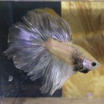 betta170