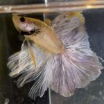 betta170