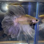 betta170
