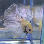 betta170