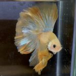 betta178