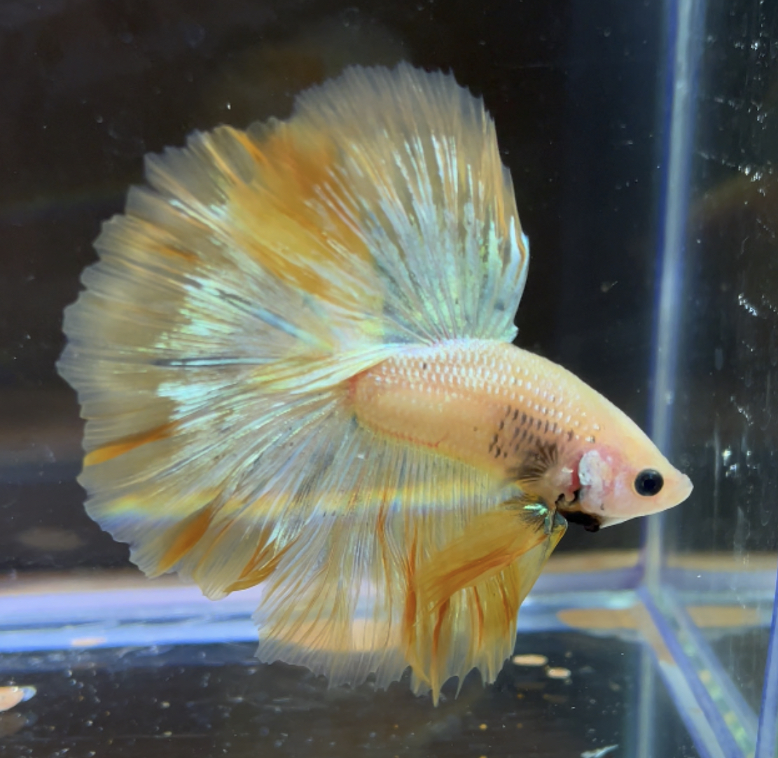 betta178
