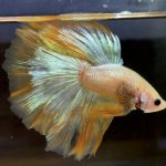 betta178