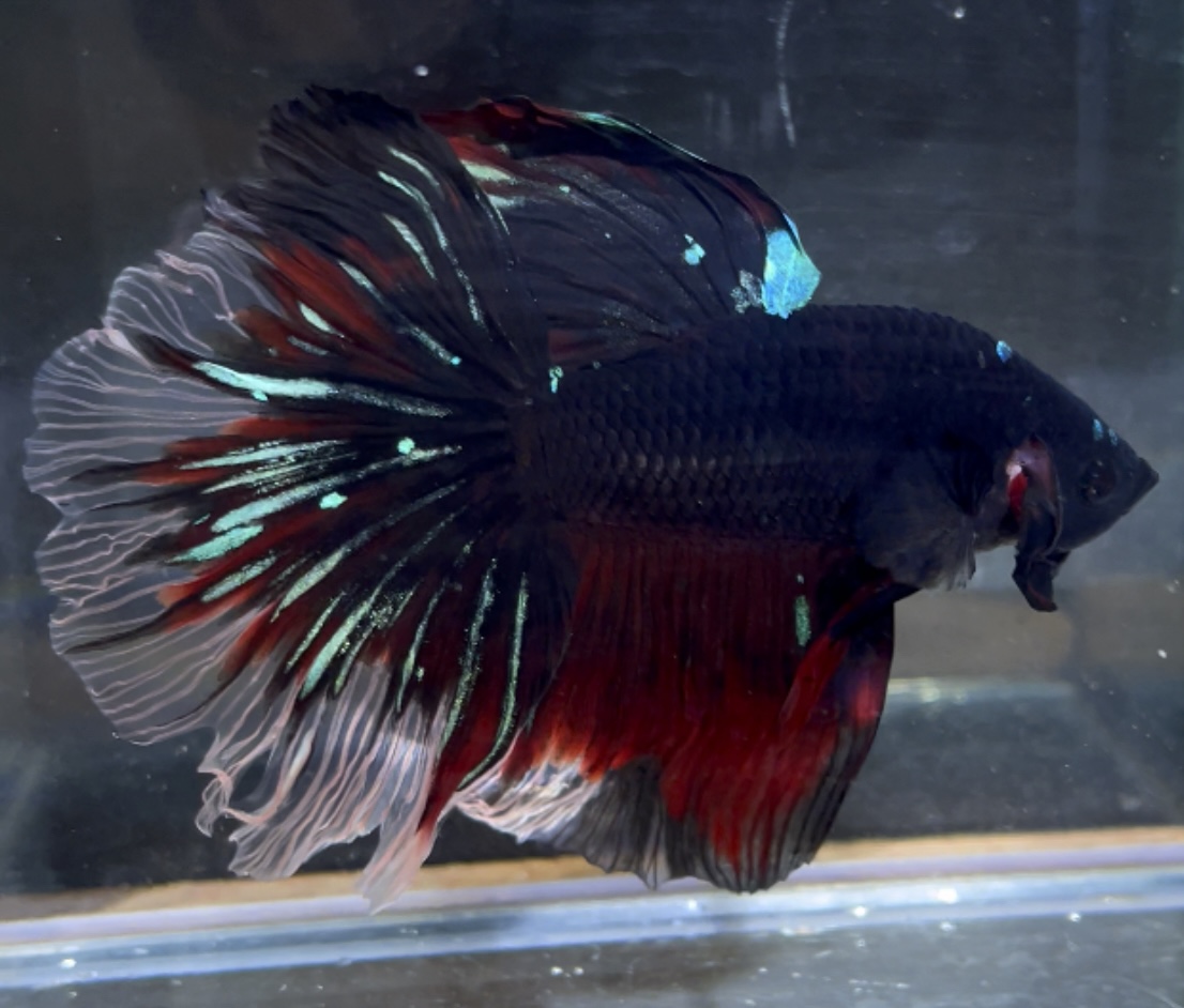 betta179