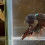 betta179