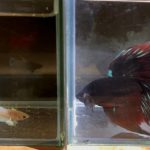betta179