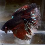 betta179