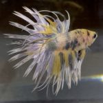 betta177