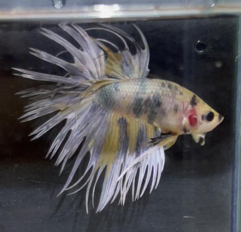 betta177