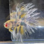 betta177