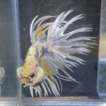 betta177