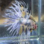 betta177