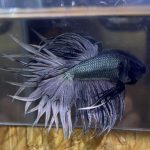 betta176