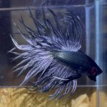 betta176