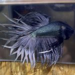 betta176