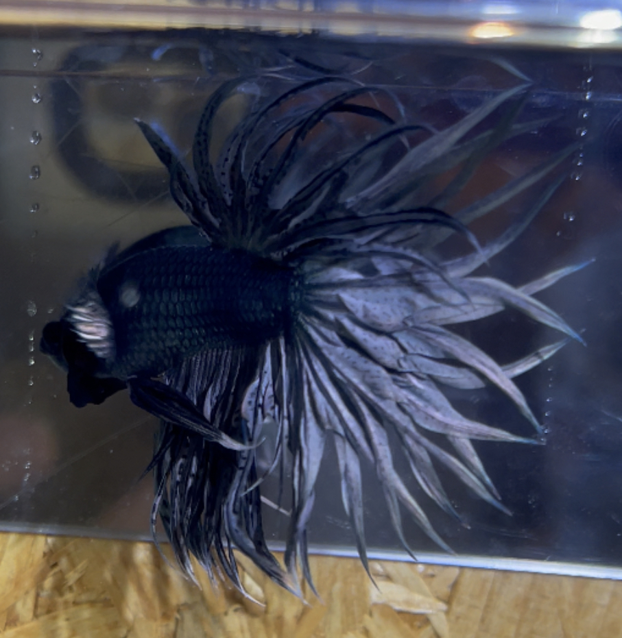 betta176