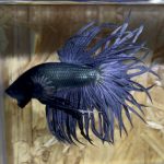 betta176