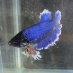 betta189
