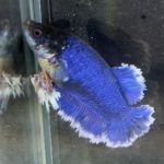 betta189