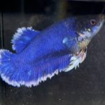 betta189