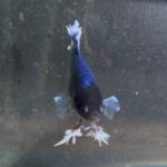 betta189