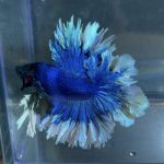 betta189