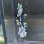 betta189