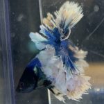 betta189