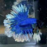 betta189