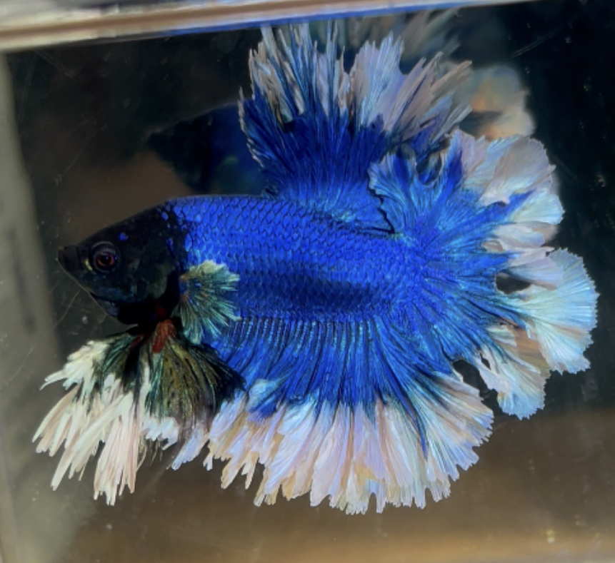 betta189