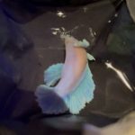 betta188