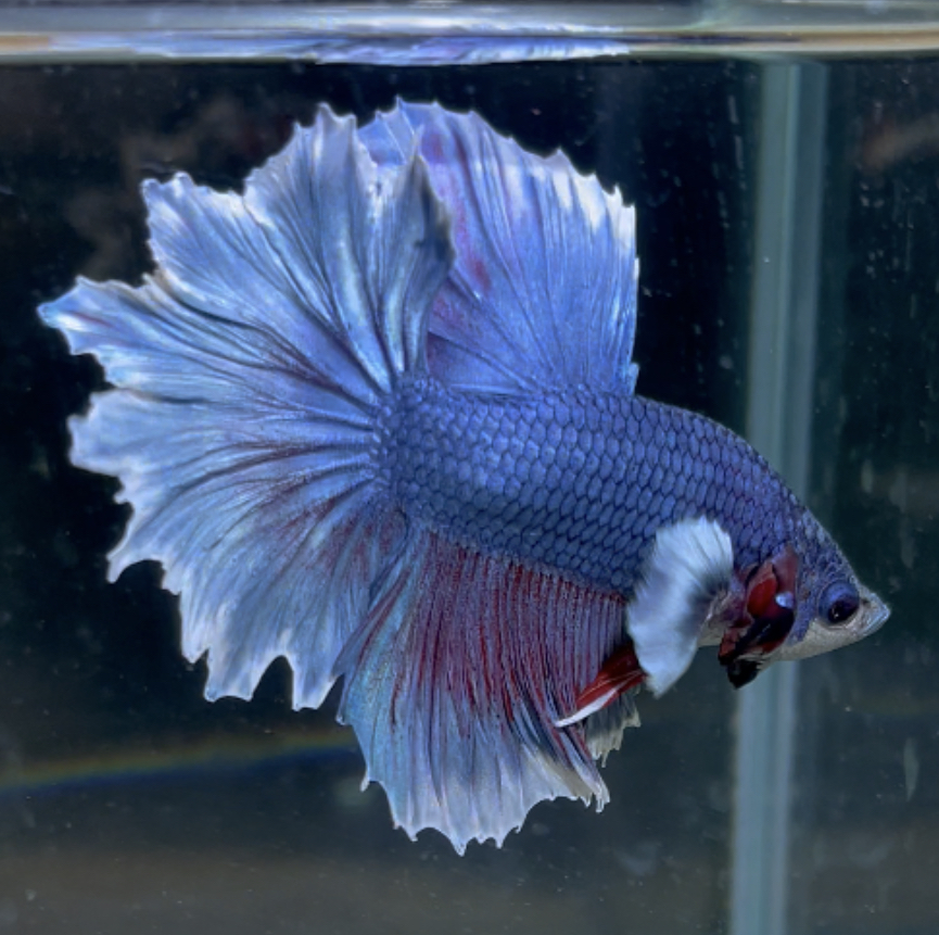 betta185