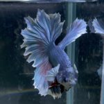 betta185