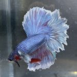 betta185