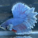 betta185