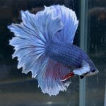 betta185