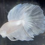 betta186
