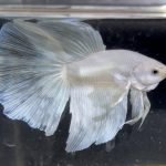 betta186