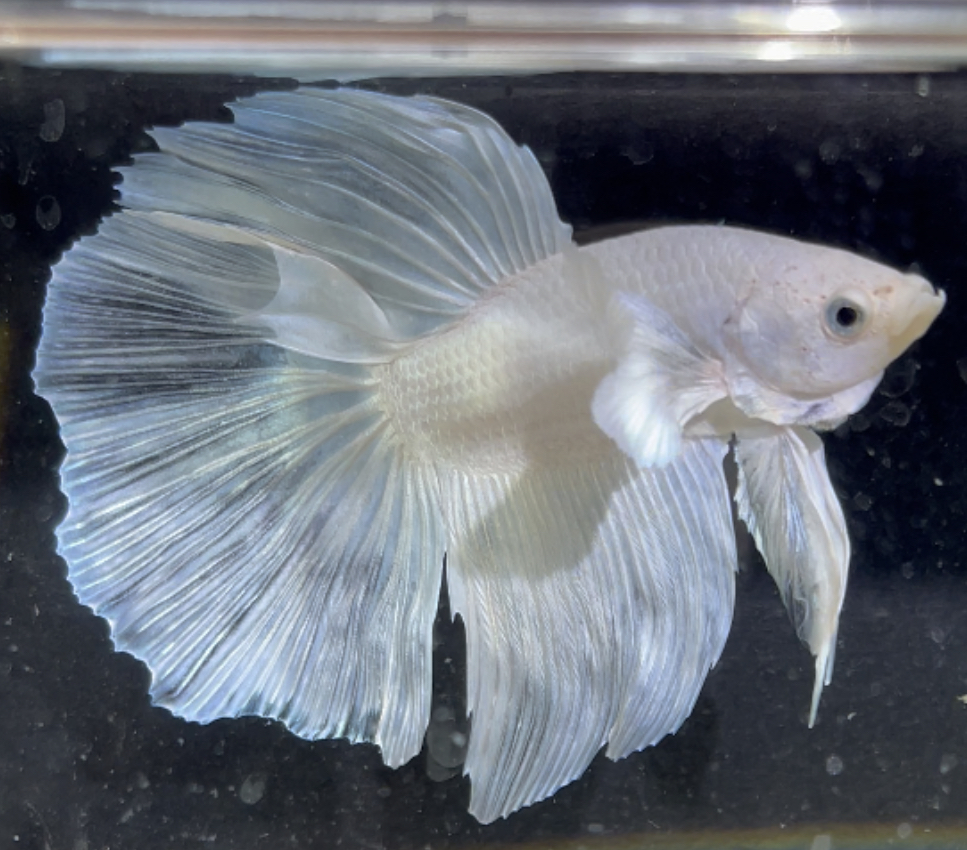 betta186