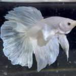betta186