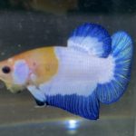 betta184