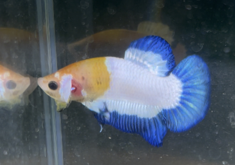 betta184