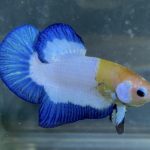 betta184