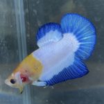 betta184