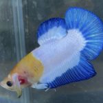 betta184